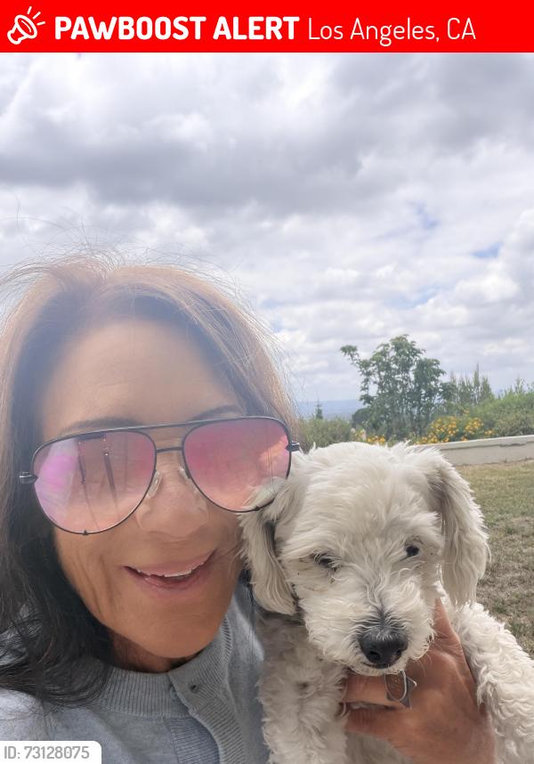 Lost Female Dog last seen Mission Ridge Way and Louise, Los Angeles, CA 91344