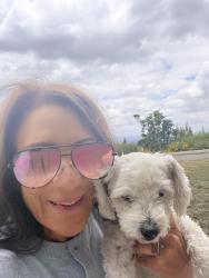 Lost Female Dog last seen Mission Ridge Way and Louise, Los Angeles, CA 91344