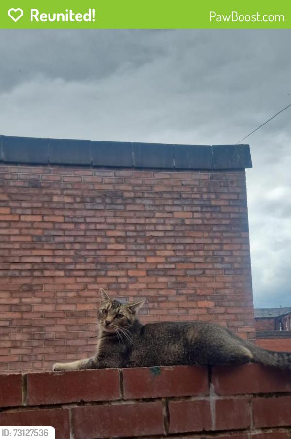 Reunited Male Cat last seen Bolton Steak Plane, Greater Manchester, England 