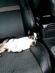 Found/Stray Male Dog last seen Near elkhorn blvd And foothill high school, Sacramento, CA 95842