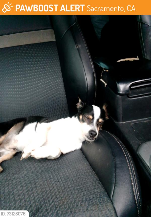 Found/Stray Male Dog last seen Near elkhorn blvd And foothill high school, Sacramento, CA 95842