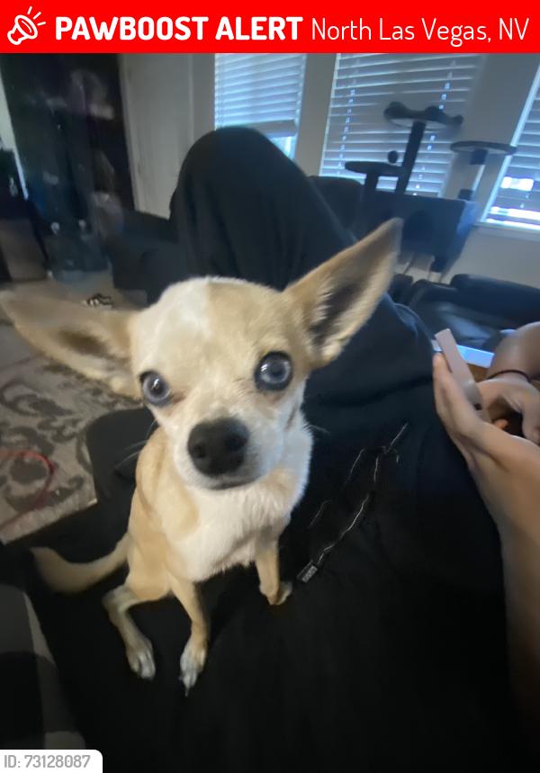 Lost Female Dog last seen North las vegas, North Las Vegas, NV 89032