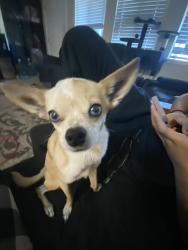 Lost Female Dog last seen North las vegas, North Las Vegas, NV 89032