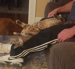Reunited Female Cat last seen Norwood ave and poplar, Cincinnati, OH 45212