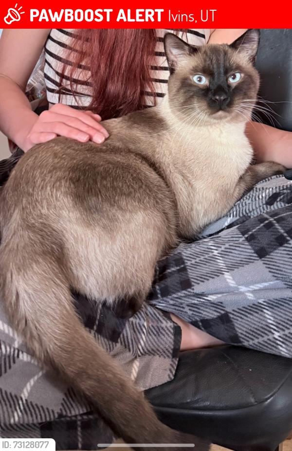 Lost Male Cat last seen Veterans Home Ivins utah, Ivins, UT 84738