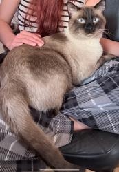Lost Male Cat last seen Veterans Home Ivins utah, Ivins, UT 84738