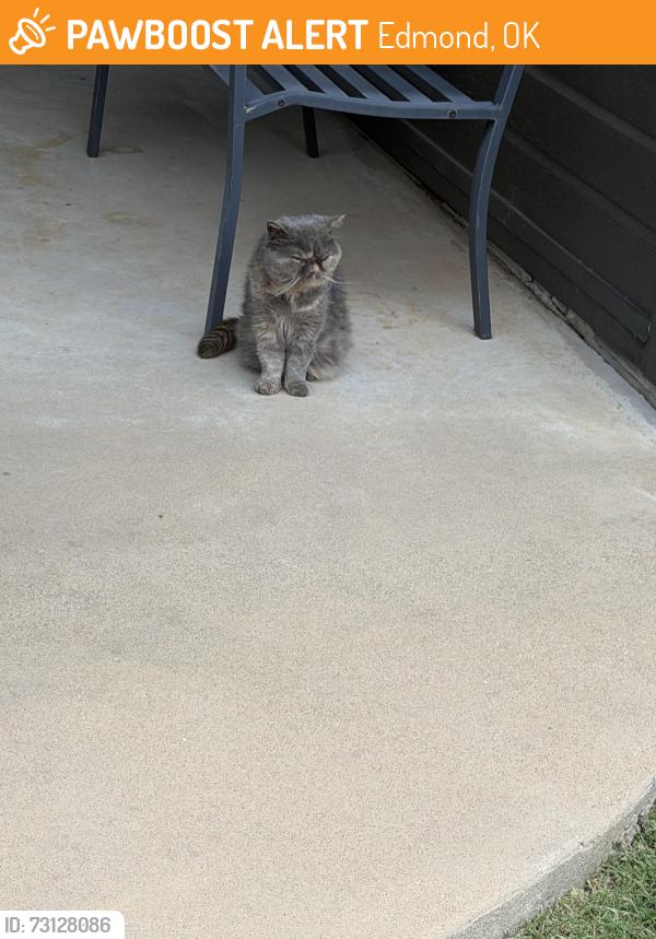 Found/Stray Unknown Cat last seen 150th and MacArthur, Edmond, OK 73013