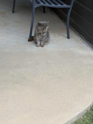 Found/Stray Unknown Cat last seen 150th and MacArthur, Edmond, OK 73013