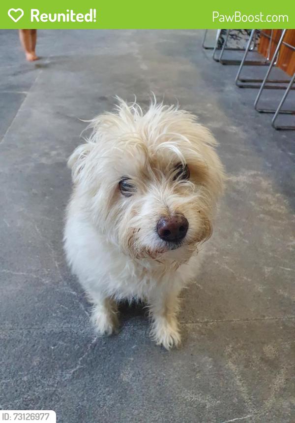 Reunited Female Dog last seen Near Vandermere ct. Kingwood, TX 77345, Houston, TX 77345