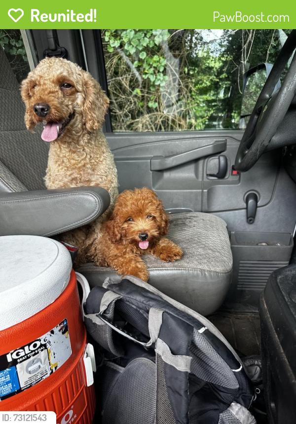 Reunited Female Dog last seen Doraville GA- Oakliff rd, Doraville, GA 30340