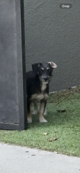 Found/Stray Unknown Dog last seen Venice Pier, Los Angeles, CA 90291