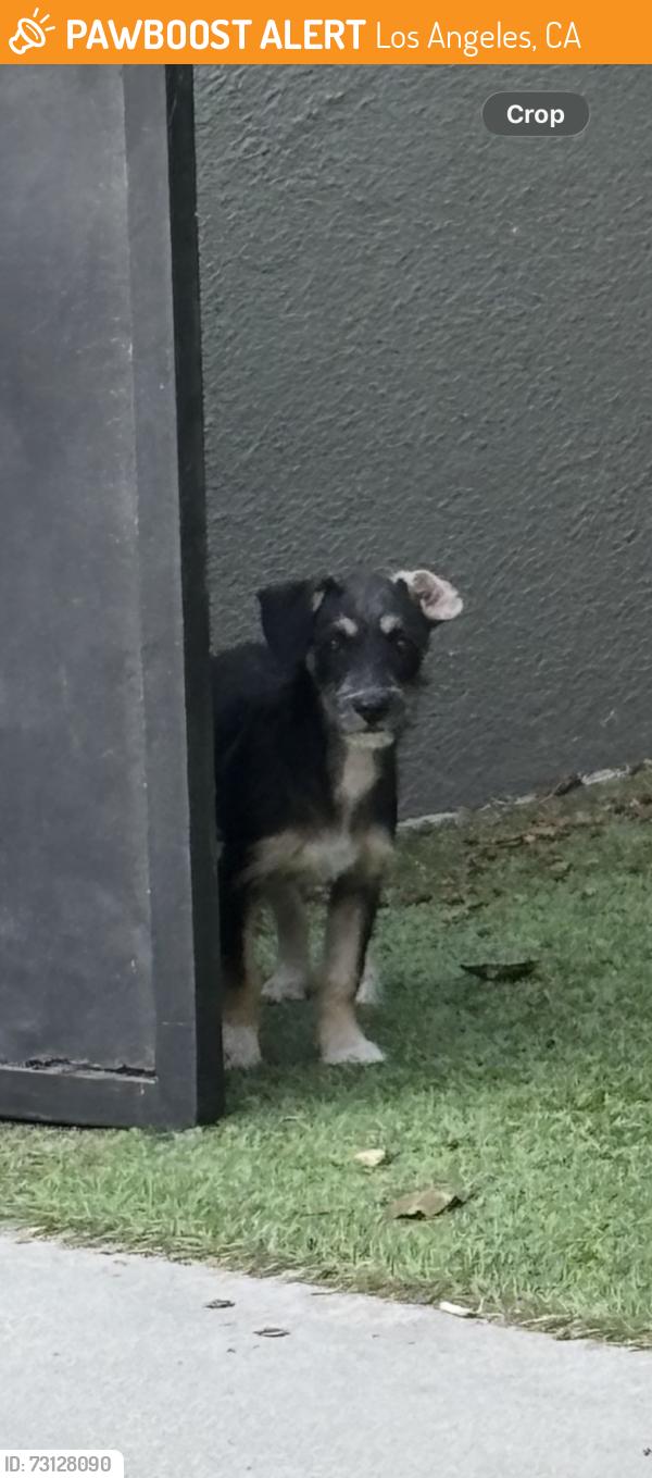 Found/Stray Unknown Dog last seen Venice Pier, Los Angeles, CA 90291