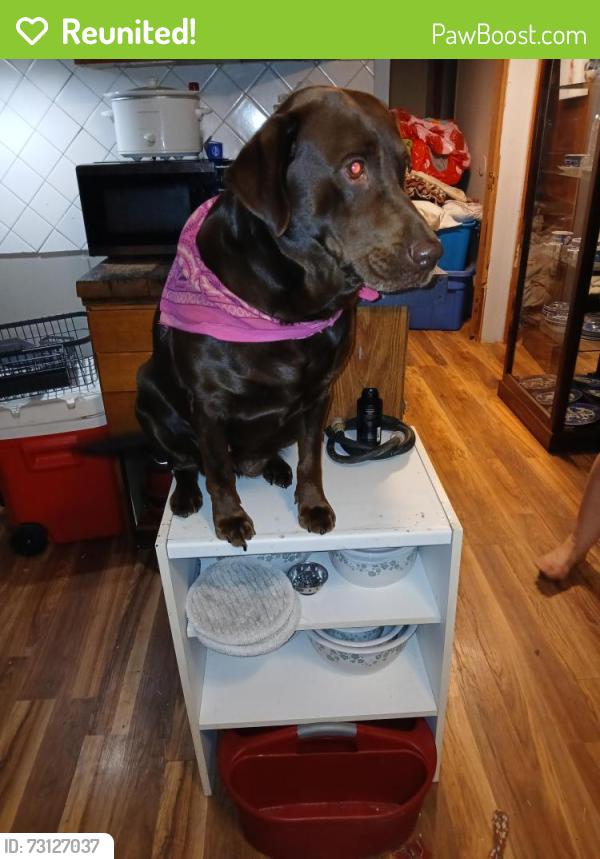 Reunited Female Dog last seen Nemo road, Bedford County, VA 24179