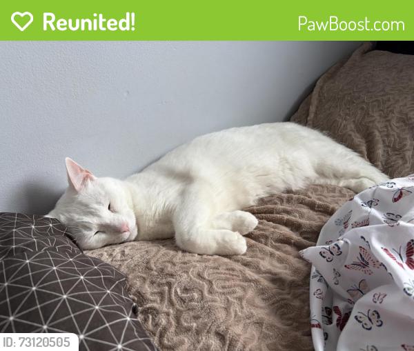 Reunited Male Cat last seen Normandy St, Oshawa, ON L1H 3E2