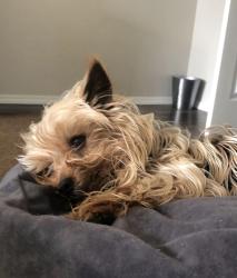 Lost Male Dog last seen Aldergrove, Whatcom County, WA 98248