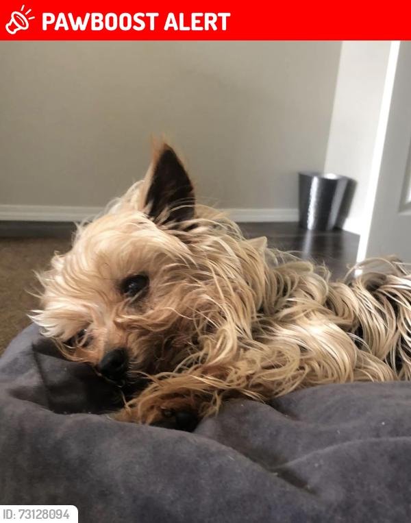 Lost Male Dog last seen Aldergrove, Whatcom County, WA 98248