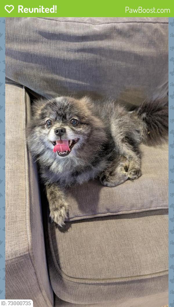 Reunited Male Dog last seen 84th ave ne Kenmore Wa 98028, Kenmore, WA 98028