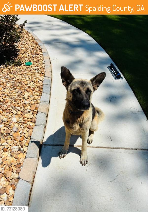 Found/Stray Male Dog last seen County Line Church Rd, Spalding County, GA 30223