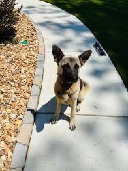 Found/Stray Male Dog last seen County Line Church Rd, Spalding County, GA 30223