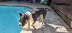 Found/Stray Female Dog last seen Near Baillies Bluff Road, Holiday, FL 34691, Holiday, FL 34691