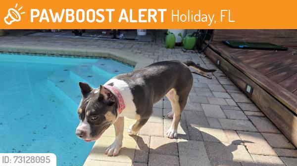 Found/Stray Female Dog last seen Near Baillies Bluff Road, Holiday, FL 34691, Holiday, FL 34691