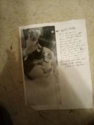 Lost Male Dog last seen Walnut, Sweetwater, TX 79556