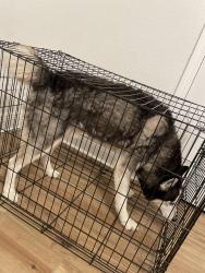 Found/Stray Male Dog last seen Ashton Woods Cir, Milton, FL 32570