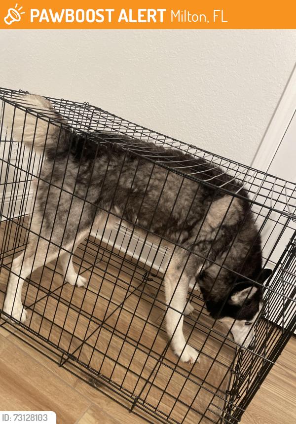 Found/Stray Male Dog last seen Ashton Woods Cir, Milton, FL 32570