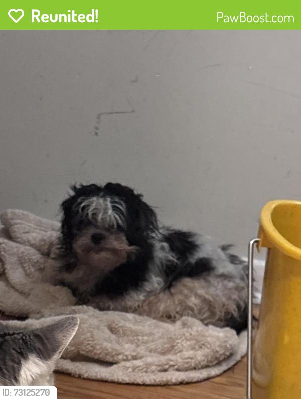 Reunited Female Dog last seen Nelson and Cicero, Chicago, IL 60641