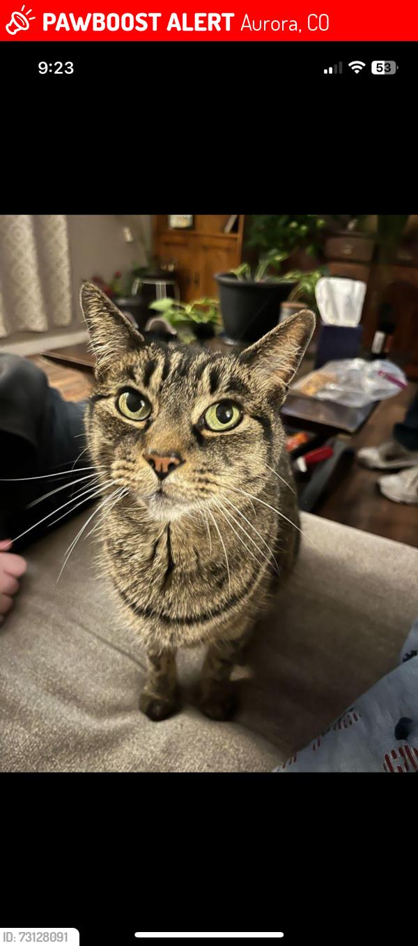 Lost Female Cat last seen Murphy Creek, S Duquesne cut & E Mississippi Ave, Aurora, CO 80018