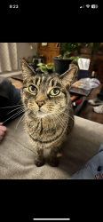 Lost Female Cat last seen Murphy Creek, S Duquesne cut & E Mississippi Ave, Aurora, CO 80018