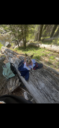 Lost Female Dog last seen Bullard & Minniewawa, Clovis, CA 93612