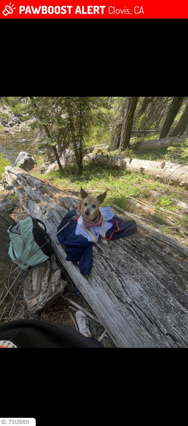 Lost Female Dog last seen Bullard & Minniewawa, Clovis, CA 93612