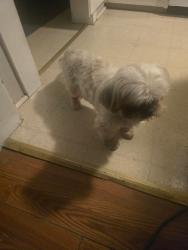 Reunited Male Dog last seen Near Chimney Rock Road, Hendersonville, NC 28792