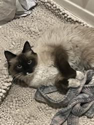 Lost Female Cat last seen Woodmen, Ivywild, Colorado Springs, CO 80906