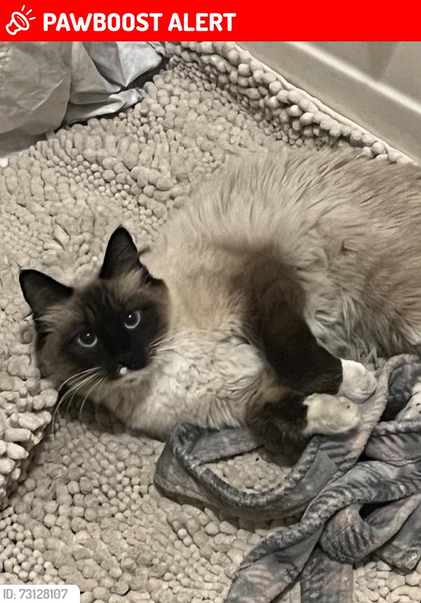 Lost Female Cat last seen Woodmen, Ivywild, Colorado Springs, CO 80906