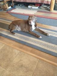 Lost Female Dog last seen Blind Lake Trail, Prior Lake, MN 55372