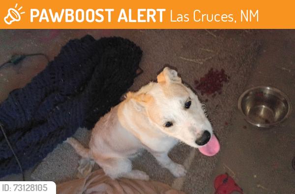 Found/Stray Female Dog last seen violet way, Las Cruces, NM 88001