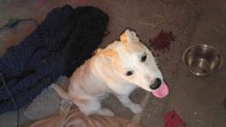 Found/Stray Female Dog last seen violet way, Las Cruces, NM 88001