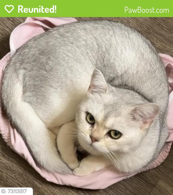 Reunited Female Cat last seen Maplewood Park apmts, Renton, WA 98058