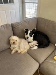 Reunited Female Dog last seen twp road 510 and range road 223, New Sarepta, AB T0B 3M0