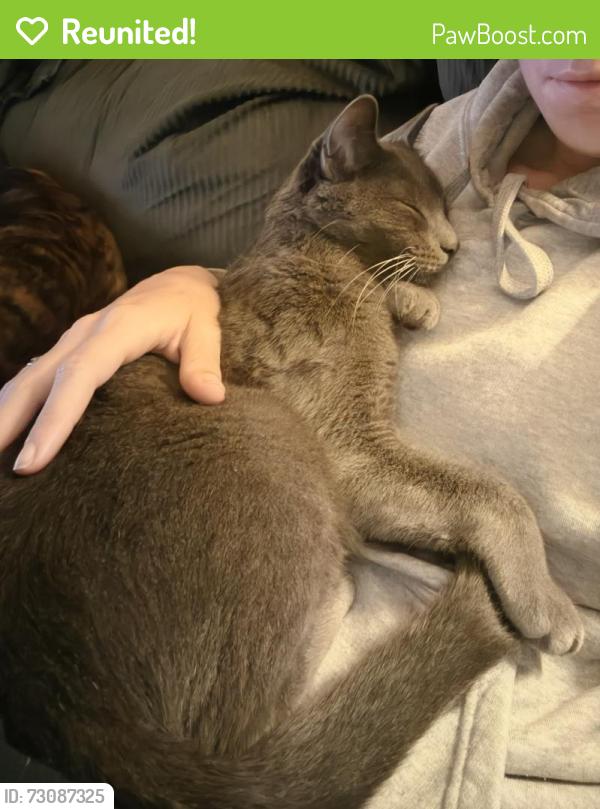 Reunited Male Cat last seen Marie Ave and Linwood Ave, Battle Creek, MI 49037