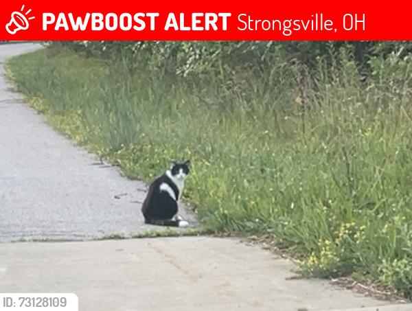 Lost Unknown Cat last seen Webster & High point, Strongsville, OH 44136