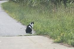 Lost Unknown Cat last seen Webster & High point, Strongsville, OH 44136