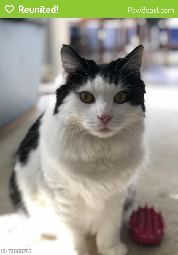 Reunited Male Cat last seen Clemmons West, Clemmons, NC 27012