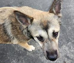 Shelter Stray Female Dog last seen , 11361 W Pico Blvd, Los Angeles, CA 90064, USA
