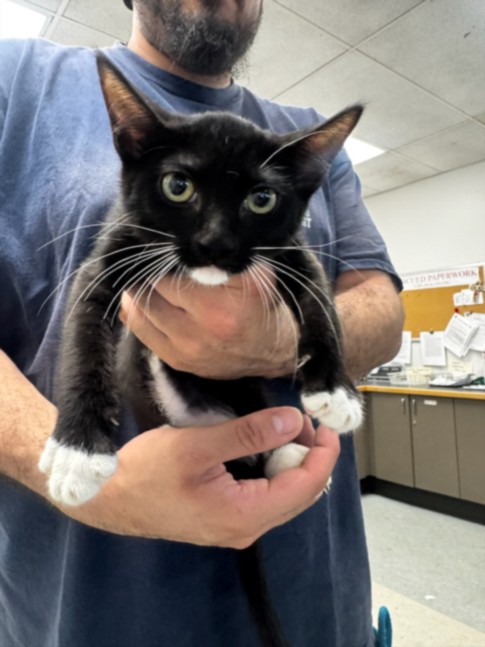 Shelter Stray Female Cat last seen , 14409 Vanowen St, Van Nuys, CA 91405, USA
