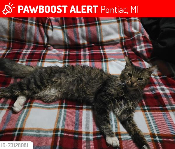 Lost Male Cat last seen 45vinewood pontiac, Pontiac, MI 48341