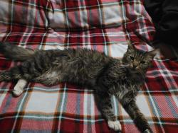 Lost Male Cat last seen 45vinewood pontiac, Pontiac, MI 48341