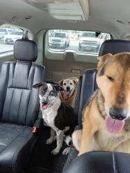 Reunited Male Dog last seen Justice, El Paso, TX 79938
